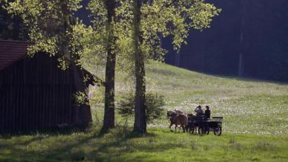 Symbolbild: Karl-Josef Hildenbrand/dpa
Eine Kutschfahrt endete für eine Frau und ihren Sohn bei Hahnbach mit einem Unfall.