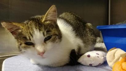 Bild: Polizeiinspektion Schwandorf/exb
Diese Katze wurde in Schwandorf angefahren. Die Polizei sucht den Besitzer.