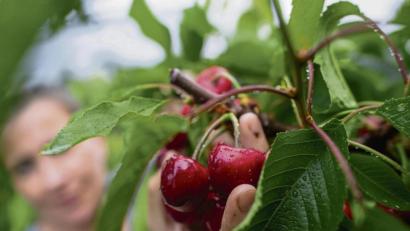 Bild: Klaus-Dietmar Gabbert/dpa
Zugreifen erlaubt: Kirschen sind ein idealer Snack für zwischendurch.