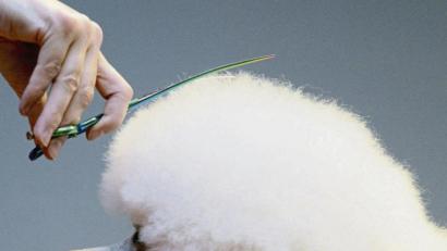 Bild: Judith Michaelis/dpa
Wird der Pudel zu Hause frisiert, können die Kosten für den Friseur als haushaltsnahe Dienstleistungen steuerlich abgesetzt werden.