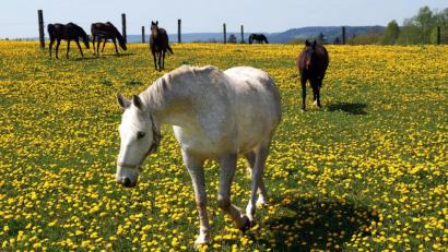Archivbild: Petra Hartl
Da kommen auch die Pferde ins Schwitzen: In der kommenden Woche stehen rund 30 Grad in der Spitze auf dem Programm.