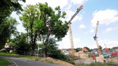 Bild: Stephan Huber
Nach Expertenmeinung nicht mehr zu retten sind die drei alten Bäume am Fuße des Friedhofsbergs (hinter dem Bauzaun). Sie sollen in Kürze der Säge zum Opfer fallen.