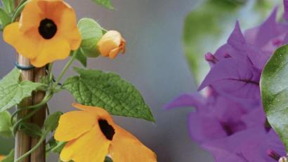 Bild: Karl-Josef Hildenbrand/dpa
Die Schwarzäugige Susanne (Thunbergia alata) hält nur ein Jahr, während Bougainvilleen (Bougainvillea) zu den Mehrjährigen gehören – im Topf aber im Winter rein müssen.