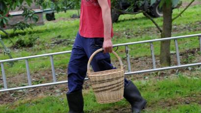 Symbolbild: Uwe Zucchi/dpa
Ein Saisonpflücker geht ausgerüstet mit Korb und Leiter durch eine Kirschenplantage.