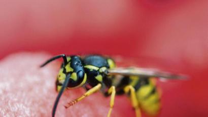 Bild: Inga Kjer/dpa
Im Sommer haben Wespen Hochsaison. Eine Expertin gibt Tipps, wie Tierfreunde die nützlichen aber oftmals lästigen Insekten fernhalten können.
