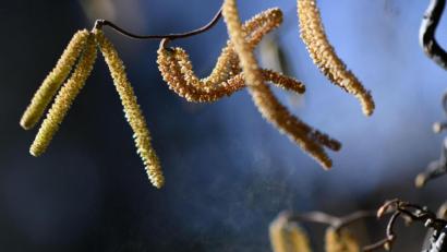 Bild: Angelika Warmuth
Eine Korkenzieherhasel - immer mehr Menschen bekommen Heuschnupfen. Foto: Angelika Warmuth/dpa