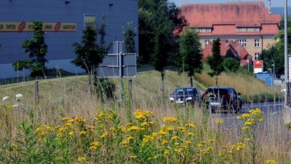 Bild: Stephan Huber
Für die einen sind das Wildkräuter, für die anderen Unkraut: Betriebshof und Naturschützer hoffen auf mehr Verständnis bei der Landschaftspflege. Im Bild ein Stück Natur an der Leopoldstraße bei den Franzosenäckern, unweit des Industriegebietes.