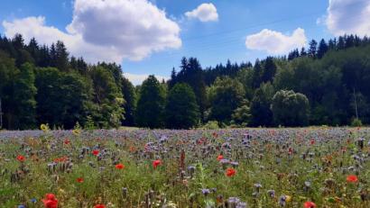 Bild: Klaus Wegmann/exb
Johannisthal