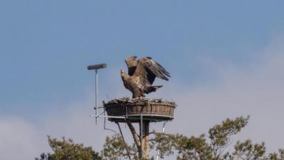 Bild: Carsten Rhode/exb
So wie für die Fischadler im Hessenreuther Wald soll es auch für die Störche im Gemeindegebiet Nisthilfen geben.