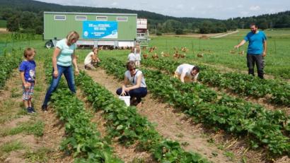 Bild: eib
Gäste aus Köln, die ein paar Tage im Schönseer Land verbringen, haben das Erdbeerfeld entdeckt und pflücken für den Kuchen am Nachmittag. Herbert und Daniela Hirn mit Sohn Florian (alle stehend) zeigen auf die Stauden mit den reifen Früchten..