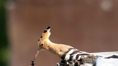 Bild: Jonas Nelhiebel/Naturpark Hirschwald/exb
Nicht nur in der Oberpfalz, sondern in ganz Bayern inzwischen selten zu sehen: ein Wiedehopf beim Füttern.