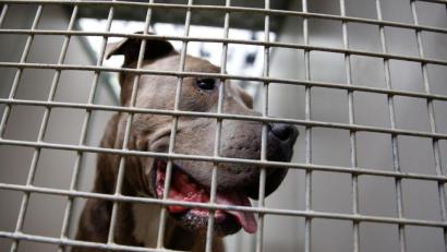 Symbolbild: Axel Heimken/dpa
Für Kampfhunde wie etwa diesen Bullterrier auf dem Symbolbild muss in der Marktgemeinde Konnersreuth künftig eine jährliche Steuer von 1000 Euro bezahlt werden.