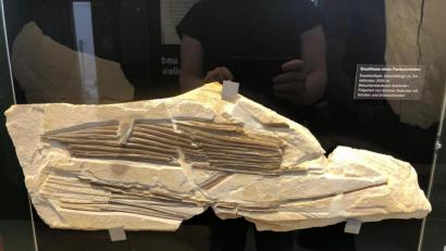 Bild: Marion Götz
Die rund 50 Zentimeter lange Brustflosse ist momentan im Jura-Museum in Eichstätt ausgestellt.