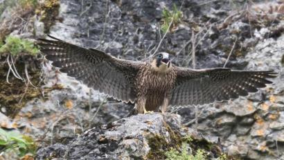 Bild: Johannes Wolf
Ein junger Wanderfalke beim Abflug im Flembachtal.