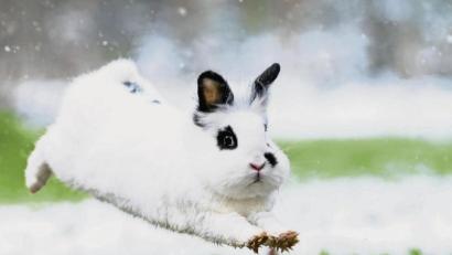 Bild: Bild: Jan-Peter Schmidt/Kaninchenhilfe Deutschland e.V./dpa
Hauskaninchen lieben es, wenn sie genügend Platz zum Springen und Haken schlagen haben.