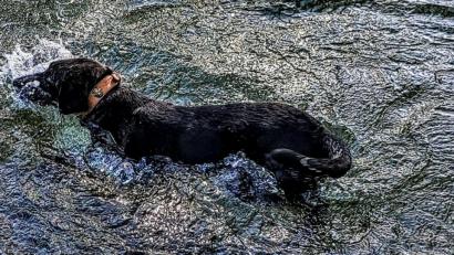 Bild: Fernando Penzo
Das Foto beweist: Ronja war eine gute Schwimmerin.