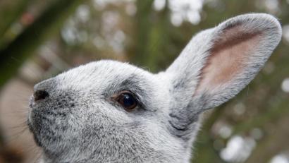 Bild: Stefan Sauer/picture alliance/dpa
Dieses Rassekaninchen (Helle Großsilber) macht einen gesunden Eindruck. Doch gerade im Sommer sollten Haustierbesitzer ihre Schützlinge genau im Blick und deren Fell trocken halten. Ansonsten droht Fliegenmadenbefall – Larven können dort teilweise innerhalb weniger Stunden schlüpfen.