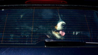 Symbolbild: Axel Heimken
Am Donnerstag befreite die Polizei einen Hund aus einem überhitzten Wagen.