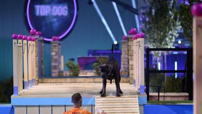 Bild: TVNOW/Markus Hertrich
Wasserscheu? Der Weidener Florian Büttner versucht in der RTL-Show Hund "Pünktchen" ins Wasser zu locken.