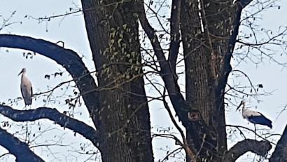 Bild: ld
Das Storchenpaar auf der hohen Ulme im "oberen Dorf".