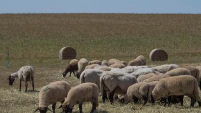 Symbolbild: Boris Roessler/dpa
Im westlichen Landkreis Amberg-Sulzbach wurde die Polizei zu einer Schafherde geschickt. Der Besitzer hatte gegen den Tierschutz verstoßen.