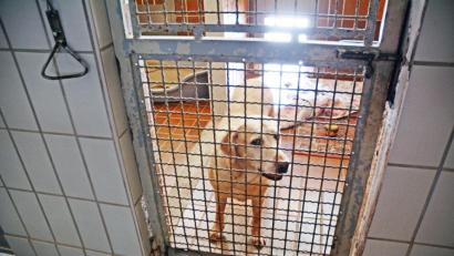 Symbolbild: Gabi Schönberger
Der Halter aus dem westlichen Landkreis Neustadt/WN konnte sich nicht ausreichend um seinen Hund kümmern. Nachdem Stimmen über Vernachlässigung laut wurden, brachte er den Hund ins Tierheim. Unser Bild zeigt einen Blick ins Tierheim Weiden vor einiger Zeit und nicht das betroffene Tier.