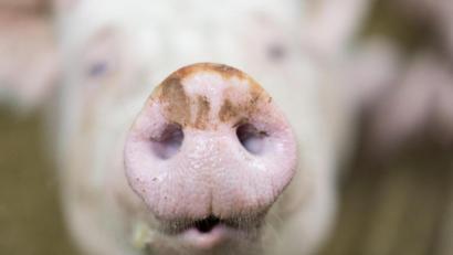 Symbolbild: Friso Gentsch/dpa
Ein 57-jähriger Landwirt transportierte am Samstagnachmittag, 14.August, sechs Schweine auf einem Planenanhänger.