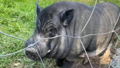 Bild: jba
Hängebauchschwein Edgar.