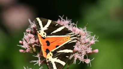 Bild: Andreas Ebert/exb 
Fast exotisch: Spanische Flagge, auch Russischer Bär genannt, auf Wasserdostblüte.