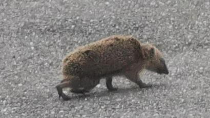 Bild: gz
Die werdende Igelmama tippelte zügig über die Straße.