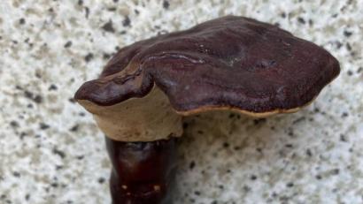 Bild: Norbert Griesbacher
Der Braune oder Dunkle Lackporling (Ganoderma carnosum) ist selten. In der Chinesischen Medizin wird ihm heilende Wirkung zugeschrieben.