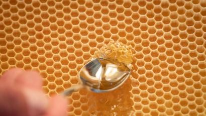 Symbolbild: Friso Gentsch/dpa
In Waben lagern Bienen ihren Honig. Die Imker bedienen sich dann an diesem Vorrat. Heuer allerdings müssen Tier und Mensch mit weniger Ernte auskommen.