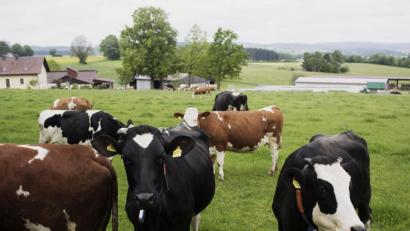 Bild: Daniel Delang
Neben dem Einkauf auf der "Bio-Meile" können sich interessierte Besucher bei einer Biohof-Führung über die ökologische Landwirtschaft im Steinwald informieren.