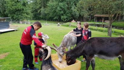 Bild: gi
Viele Streicheleinheiten ließen Esel und Ziegen über sich ergehen.