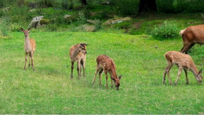 Bild: bsc
Das Wildgehege des Naturparks Steinwald mit seinen vier jungen Rotwildkälbern ist derzeit ein besonderer Anziehungspunkt für Familien mit Kindern.
