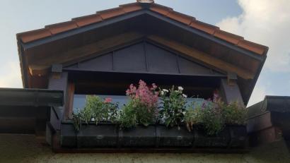 Bild: gis
Paradies f. Bienen & Co.