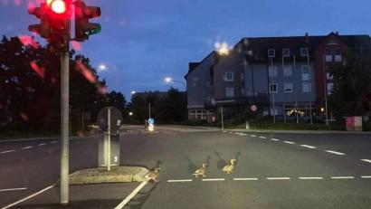 Bild: Silke Klotz/exb
Montagmorgen, kurz vor 6. Drei Enten queren bei grüner Fußgängerampel die Dr.-Pfleger-Straße.