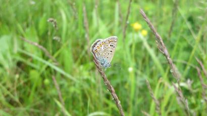 Bild: Stefan Noll/exb
Die Ausgleichsfläche im Lauterachtal gilt als Positivbeispiel. Auch, weil dort mittlerweile ein gewisses Artenreichtum festgestellt wird.