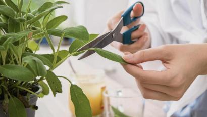 Bild:  Christin Klose/dpa
Salbei lindert als Tee getrunken Hitzewallungen.