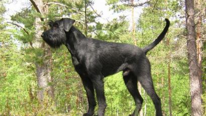Symbolbild: Bard/exb
Ein schwarzer Riesenschnauzer wie dieser verletzte heuer im Mai eine Joggerin. Die Sache wurde jetzt gerichtsmassig und kommt dem Halter des Tieres teuer zu stehen.
