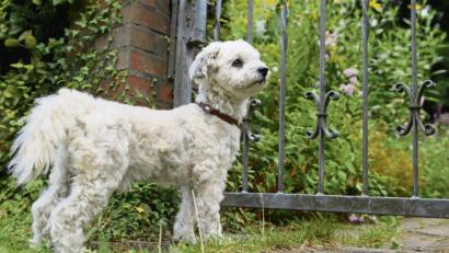 Bild: Jonas Walzberg/dpa
Ist ein Hund viel allein, kann ihn das verunsichern und er verbellt alles, was am Zaun vorbeikommt.
