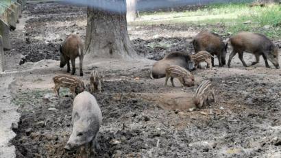 Bild: gz
Derzeit beleben mehrere Frischlinge den Wildpark.