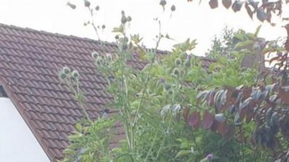 Bild: Michael Hösl
Michael Hösl präsentiert die "gejätete" Distel, die ihn um einiges überragt.