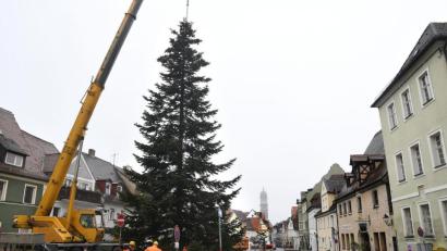 Bild: Petra Hartl
Ja ist denn heut' schon Weihnachten? Natürlich nicht. Aber die Suche nach passenden Weihnachtsbäumen für den Amberger Marktplatz und den Malteserplatz (Bild) muss frühzeitig beginnen, weil sie zuweilen nicht ganz einfach ist.