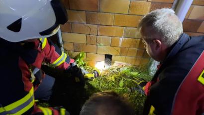 Bild: Daniel Irlbacher/exb
Die Freiwillige Feuerwehr Nabburg musste zu einem ungewöhnlichen Rettungseinsatz ausrücken. Ein Igel steckte mit der Vorderseite in einem Mauerspalt fest.