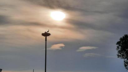 Bild: bey
Manchenorts wurden auch schon für die Störche die Möglichkeit geschaffen, auf frei stehenden Masten ihren Horst zu errichten.