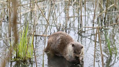 Bild: Soeren Stache
Ein Fischotter sitzt in einem Gewässer. Foto: Soeren Stache/dpa-Zentralbild/dpa/Symbolbild