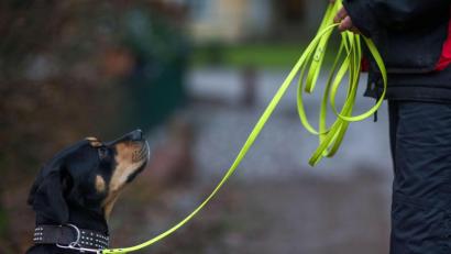 Symbolbild: Jens Büttner/dpa
Ein Hund schaut zum Besitzer hoch.