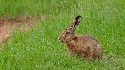 Bild: Fredy Voss/exb
LBV Naturschutzgruppe Weiherhammer und Umgebung baut den Zaun um Naturschutz-Erfolgsprojekt ab. das heißt, alle Tiere können nun ungehindert passieren