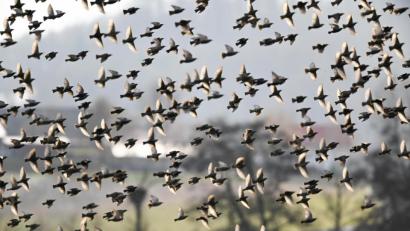 Symbolbild: Arne Dedert/dpa
Ein Schwarm Stare ist in Straubing in Autos geflogen.